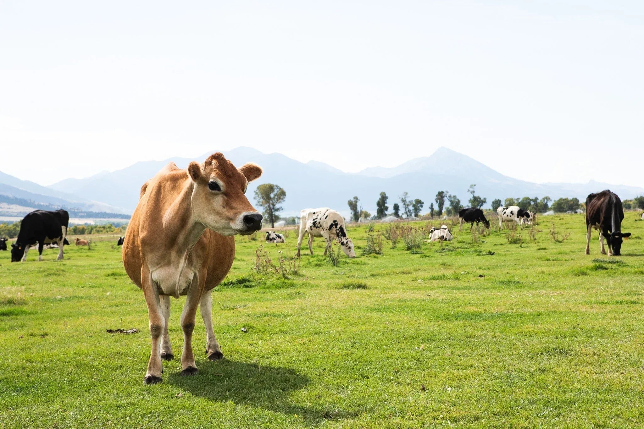 What Is A2 Milk, Actually?