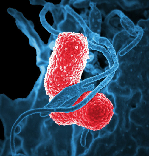 Dairy and Your Gut Microbiome: What a 2025 Study Found