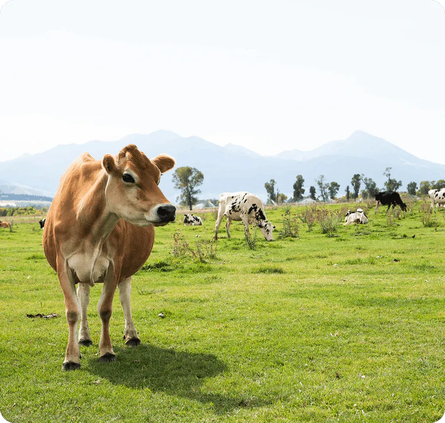 Cow standing in a grassy field with other cows in the background and mountains in the distance.