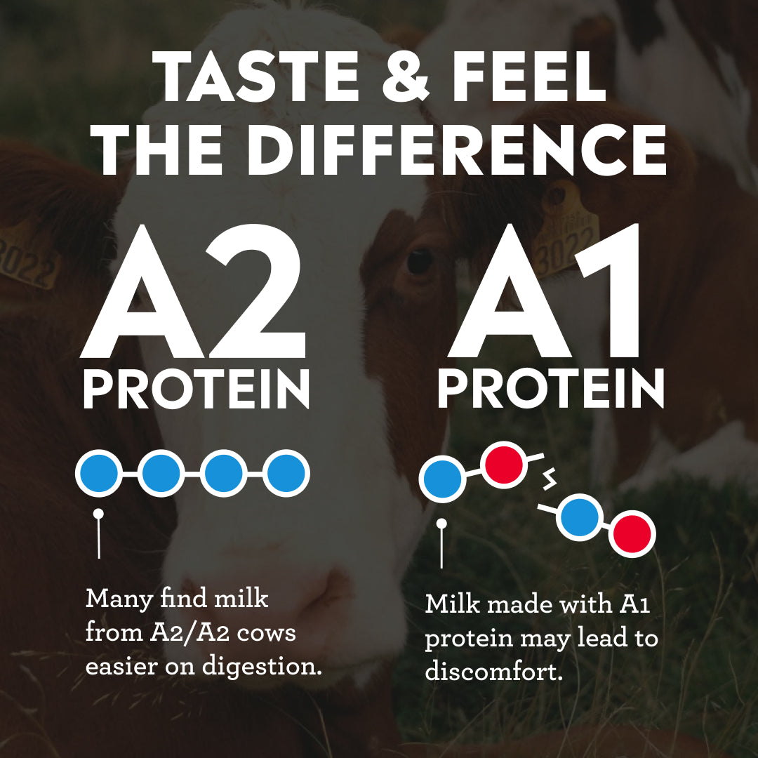 Vanilla A2 Protein Shake, Ultra-Filtered
