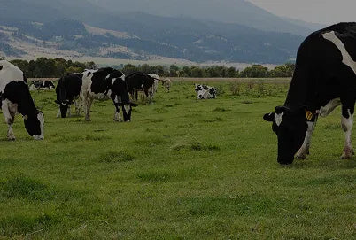 Cows grazing in a green field with mountains in the background