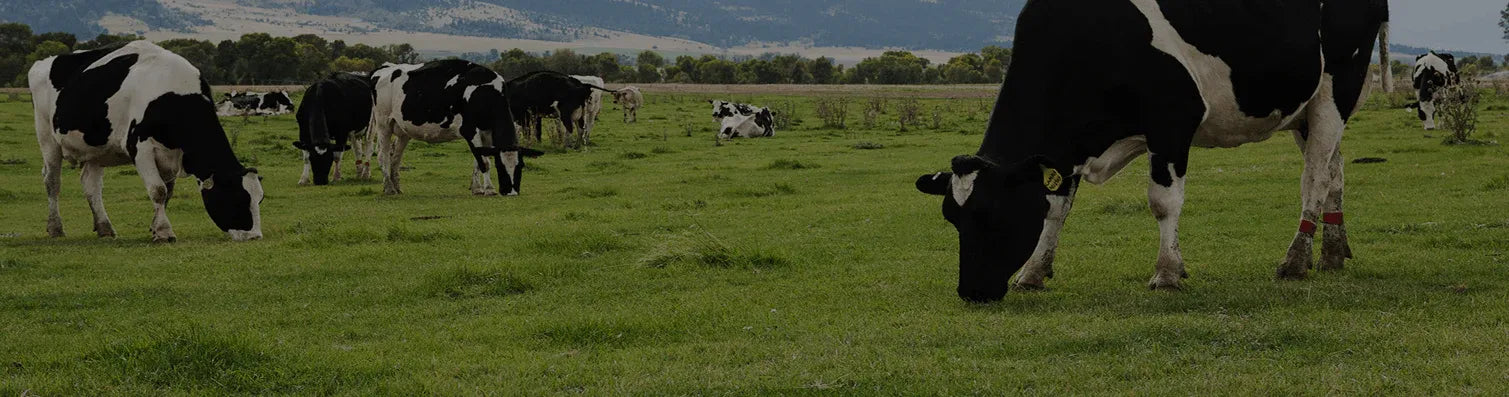Cows grazing in a green field with mountains in the background